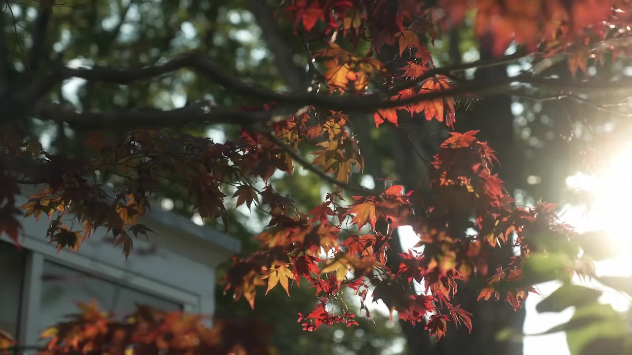 Property video