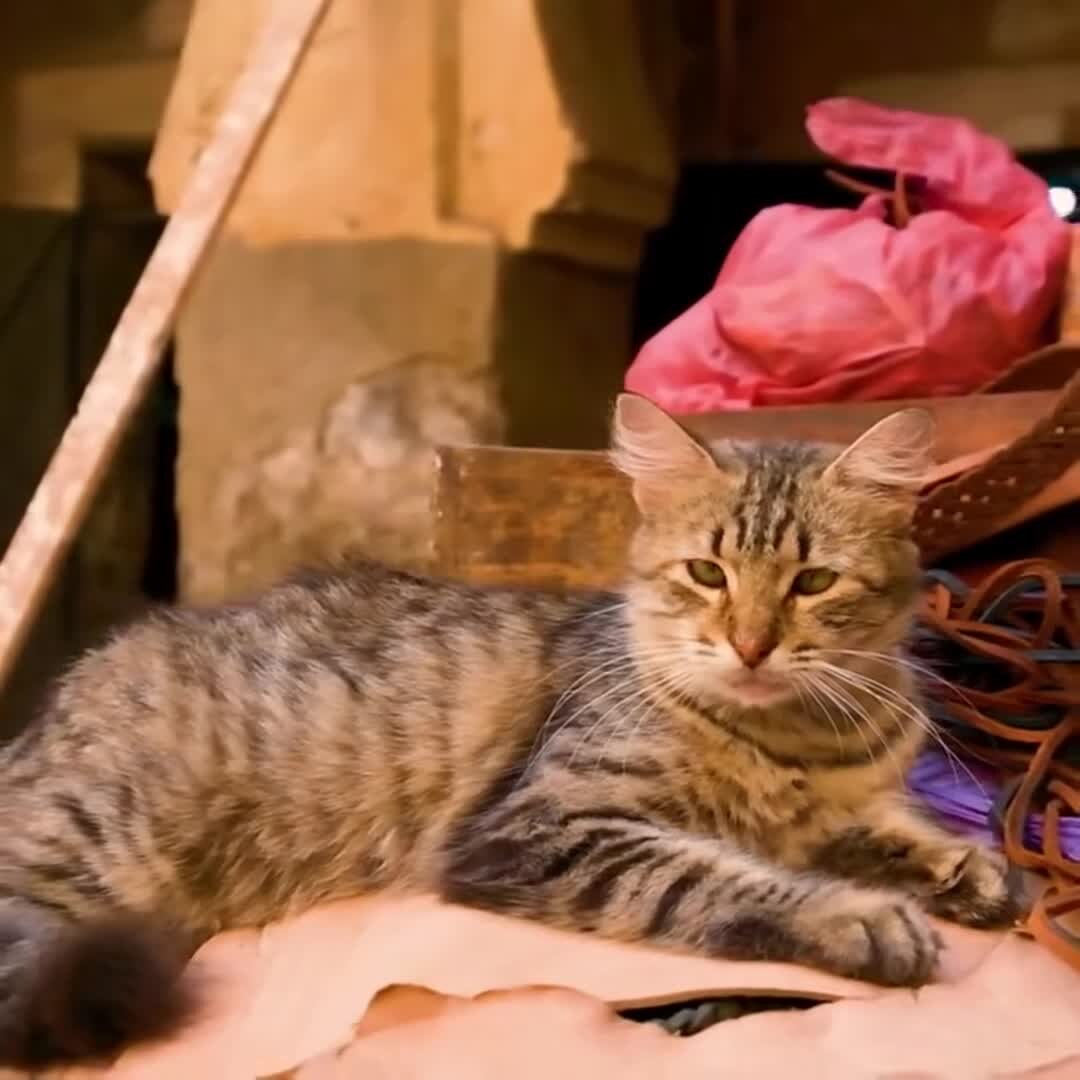 Property video