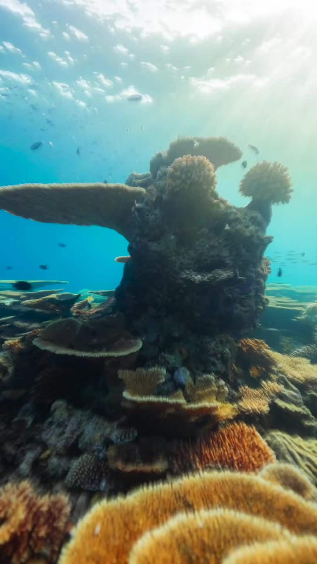 Video realizado por la propiedad