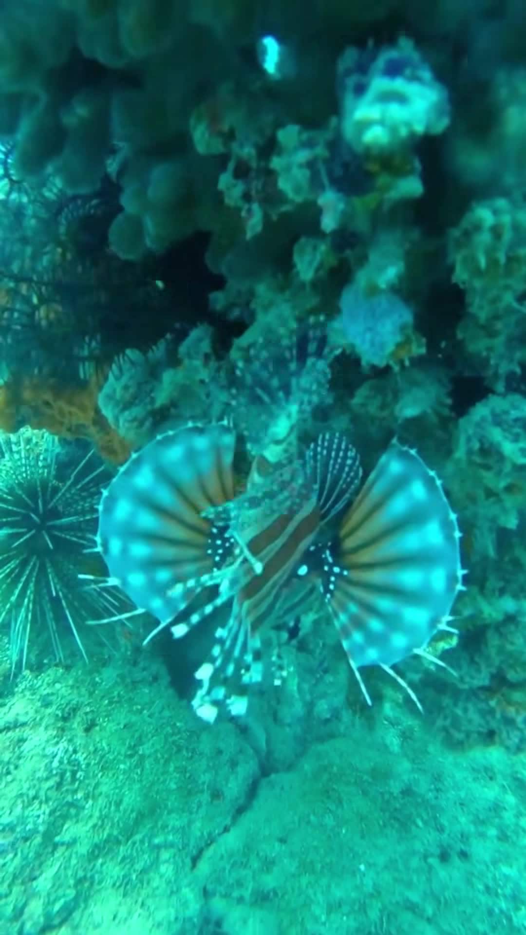 Vidéo de l’hébergement