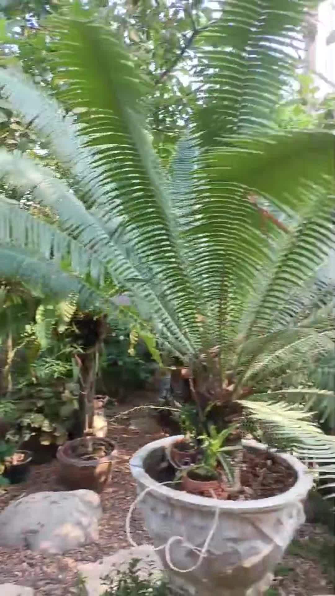 Property video