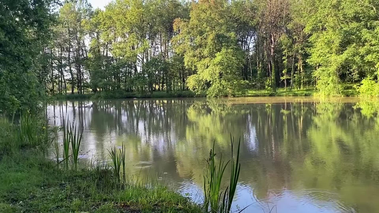 Video realizado por la propiedad