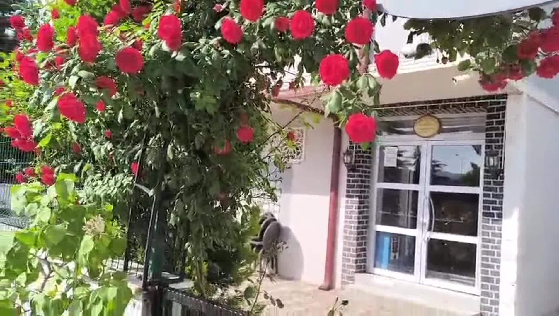 Video hartanah
