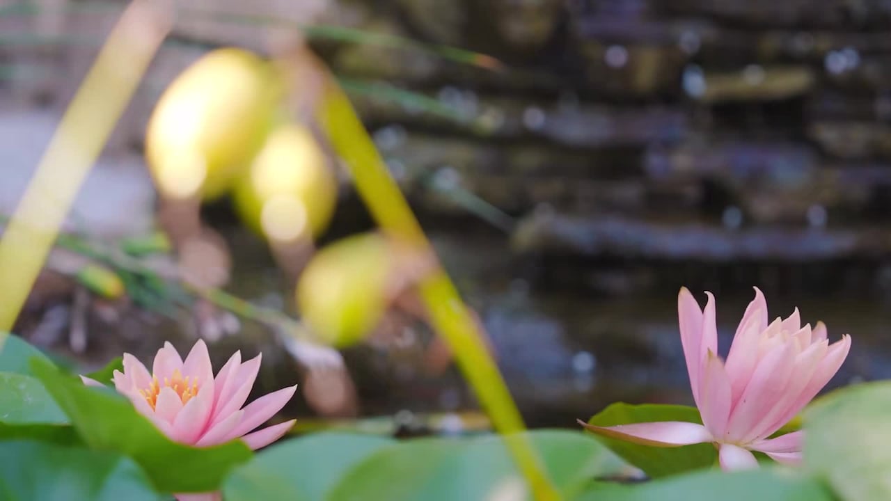Property video