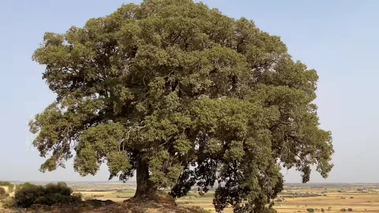 VidĂ©o de lâhĂ©bergement