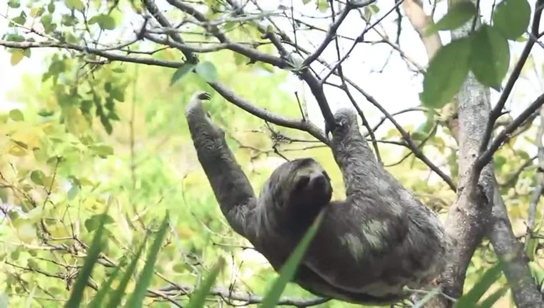 Video realizado por la propiedad