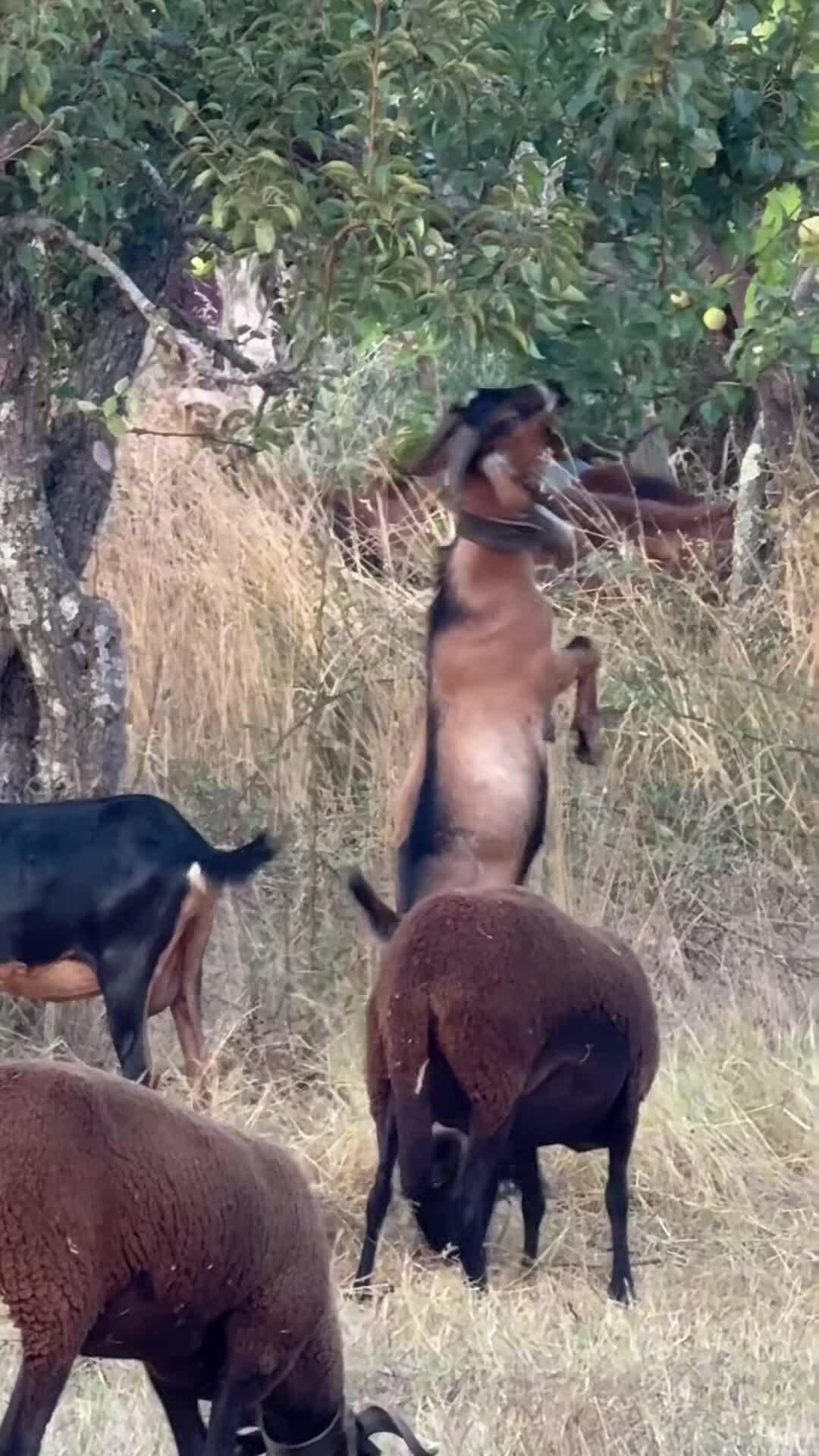 فيديو المنشأة الفندقية