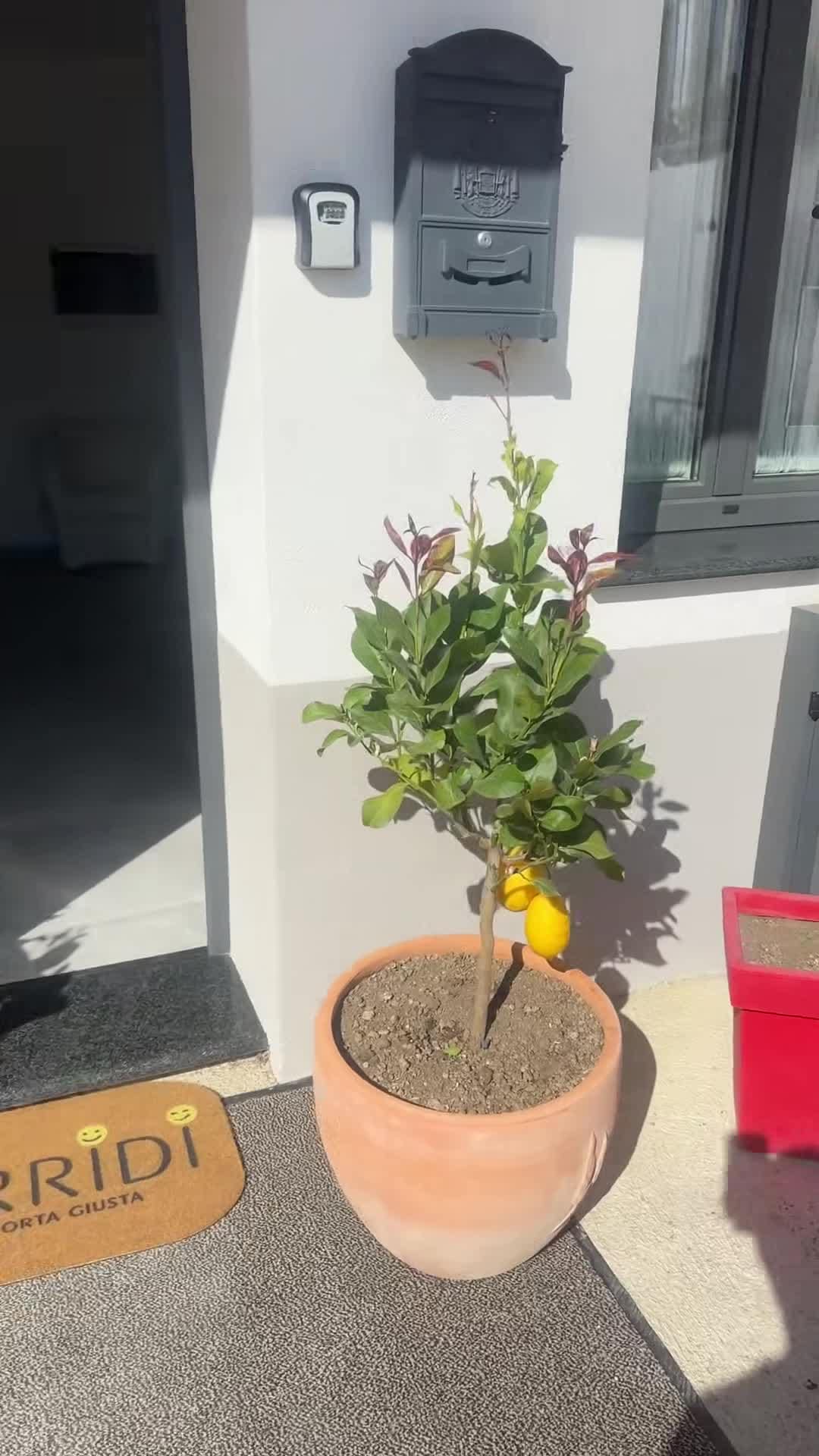 Property video