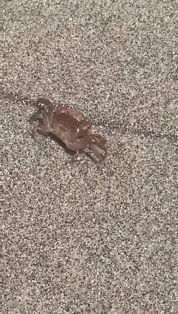 Video realizado por la propiedad