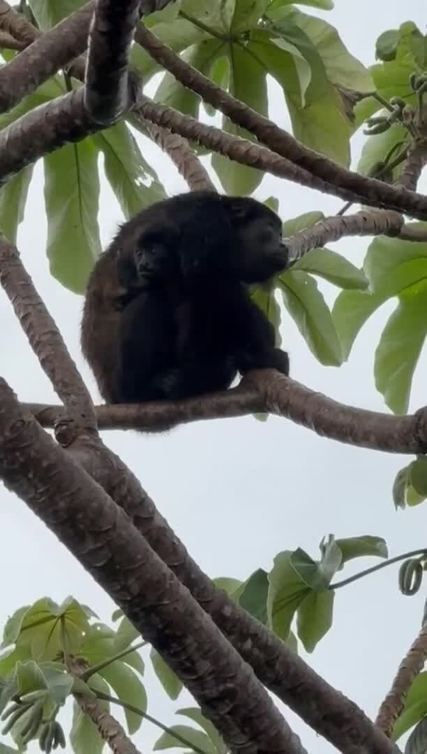 Majoituspaikan video
