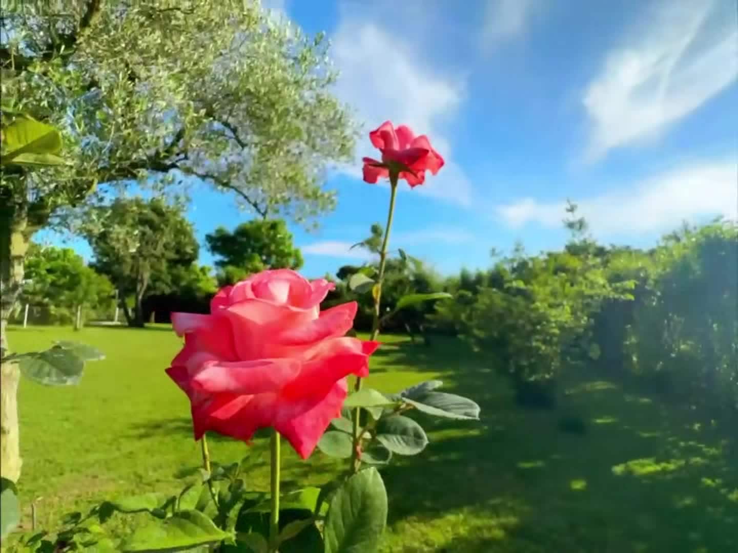 Property video