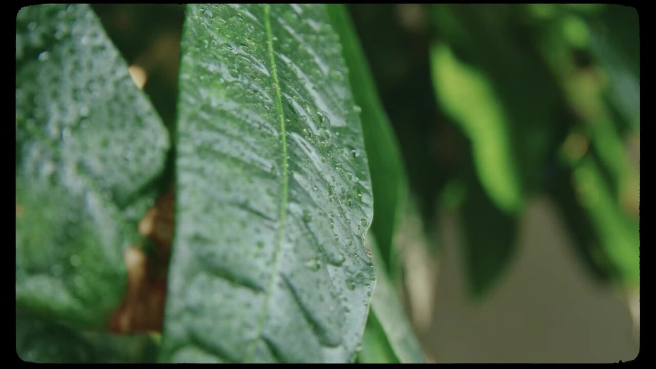 VidĂ©o de lâhĂ©bergement