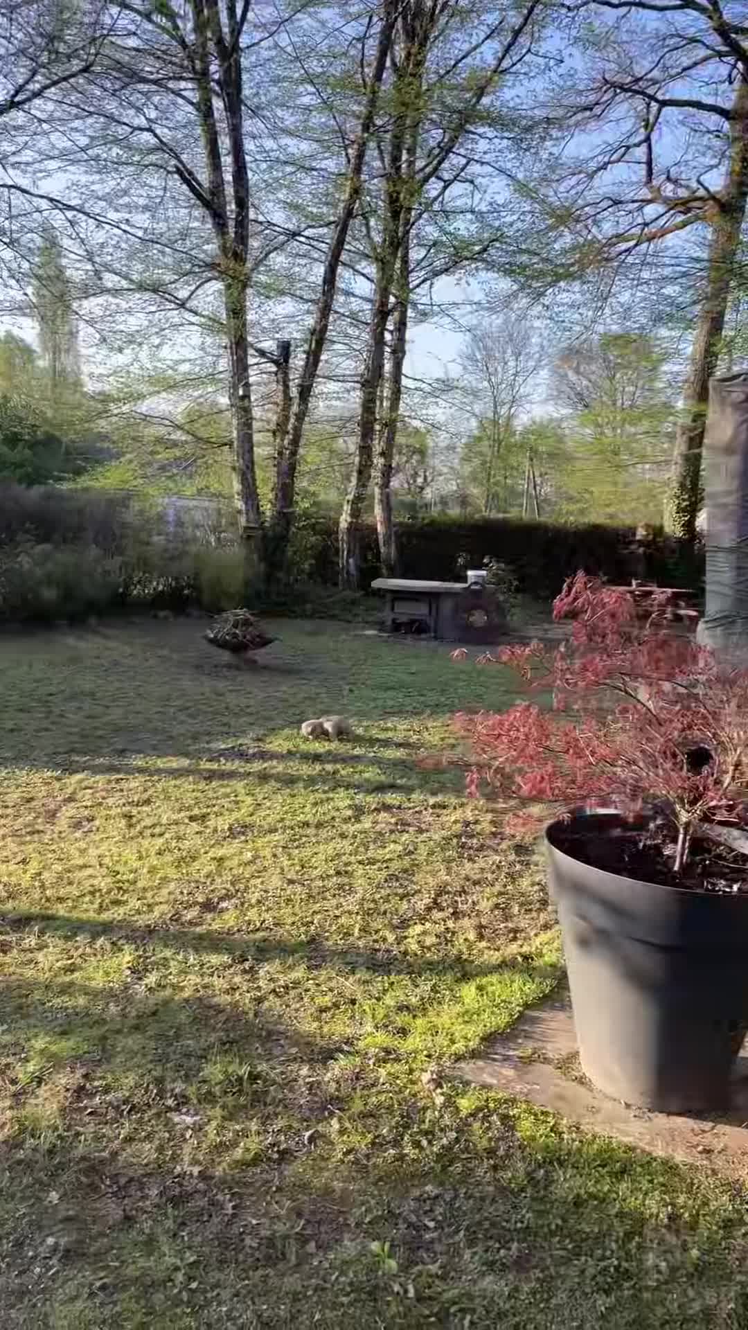 Property video