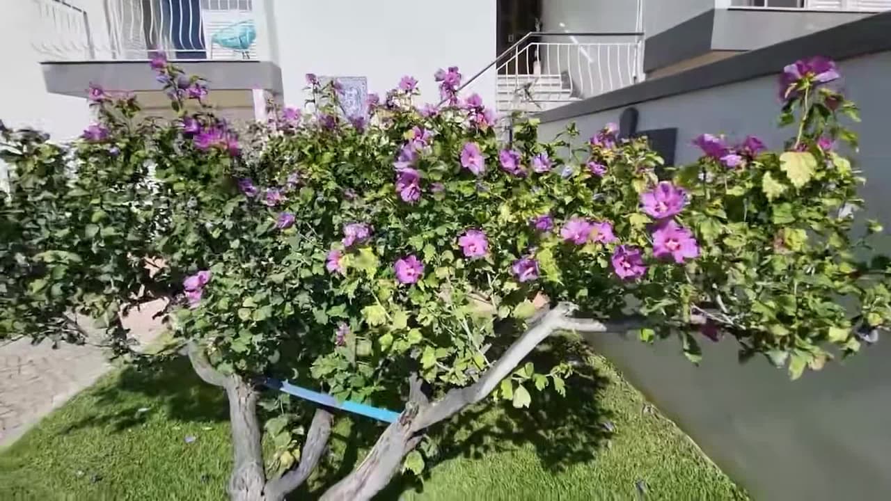 宿泊施設による動画