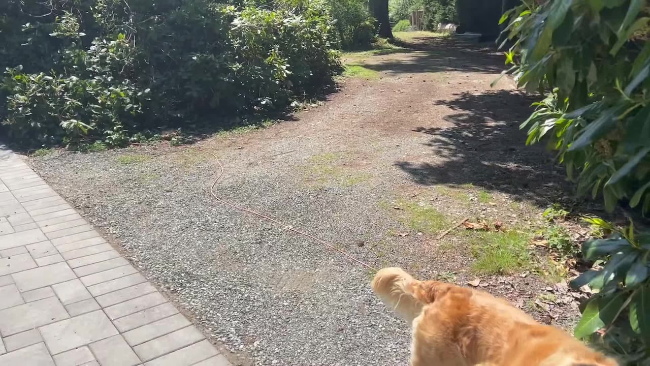 Property video