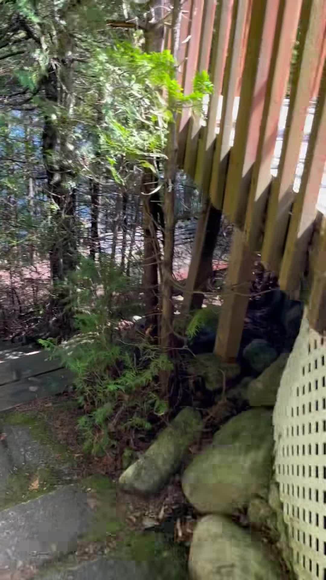 Property video