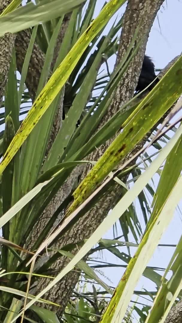 Video realizado por la propiedad