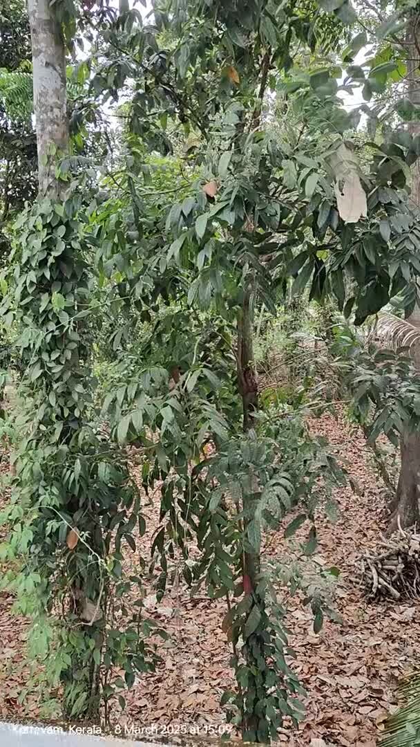 宿泊施設による動画