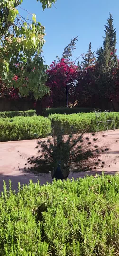 فيديو المنشأة الفندقية