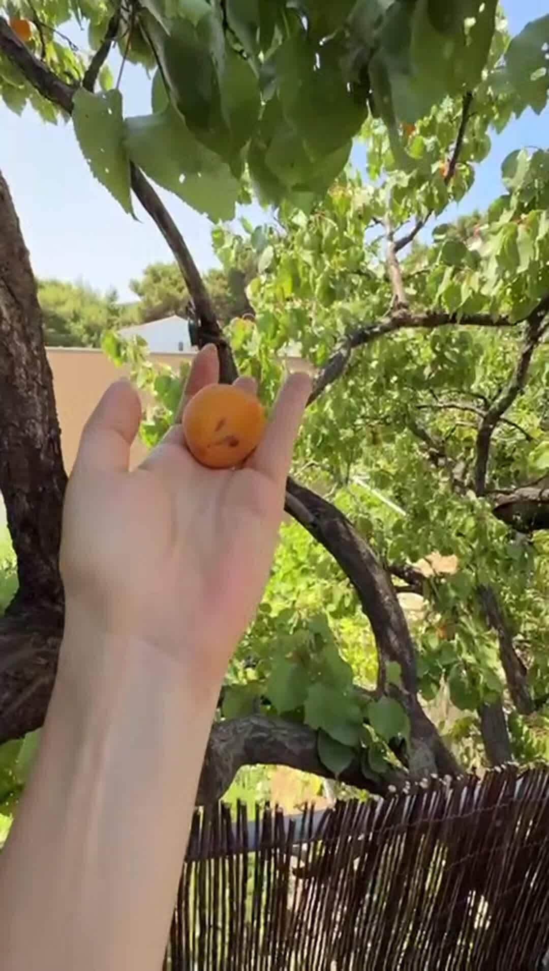 Video realizado por la propiedad