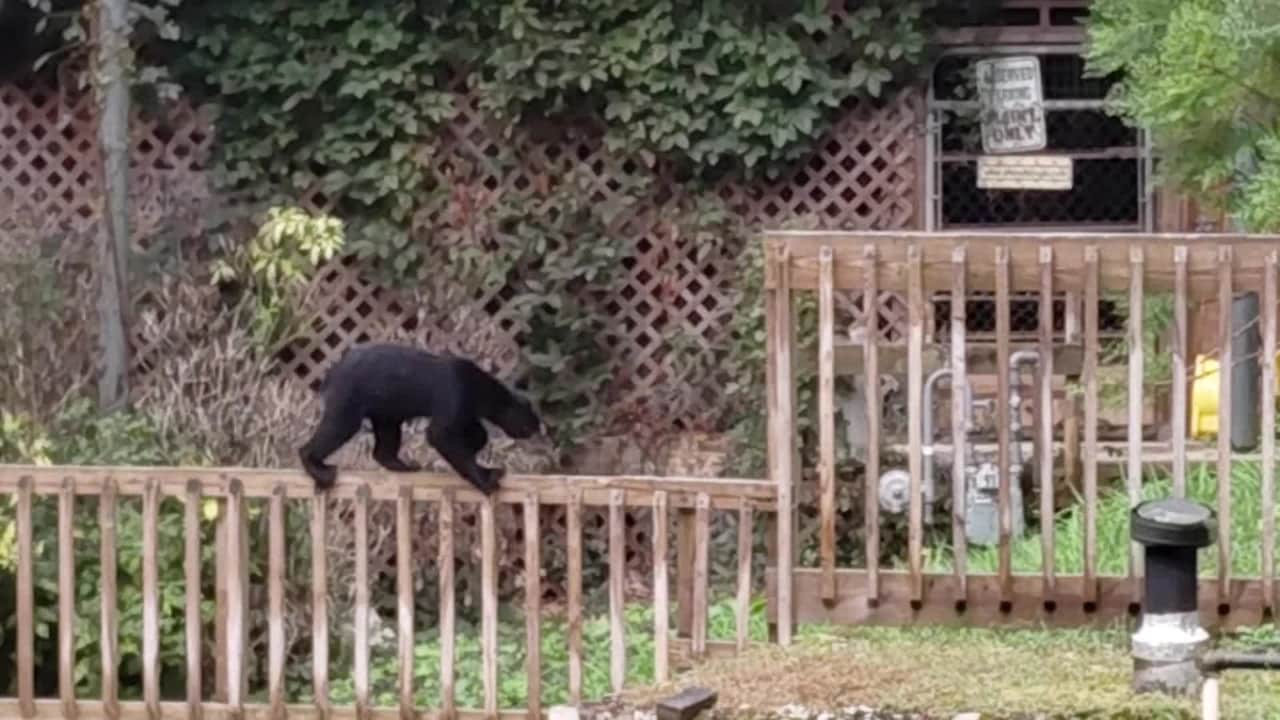 Property video