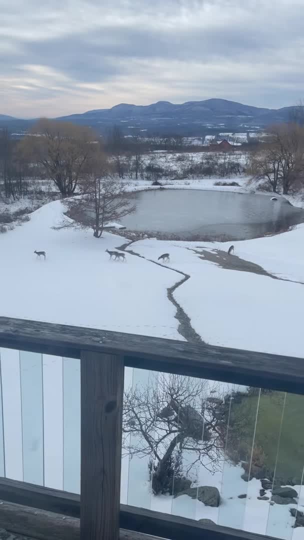 Video realizado por la propiedad