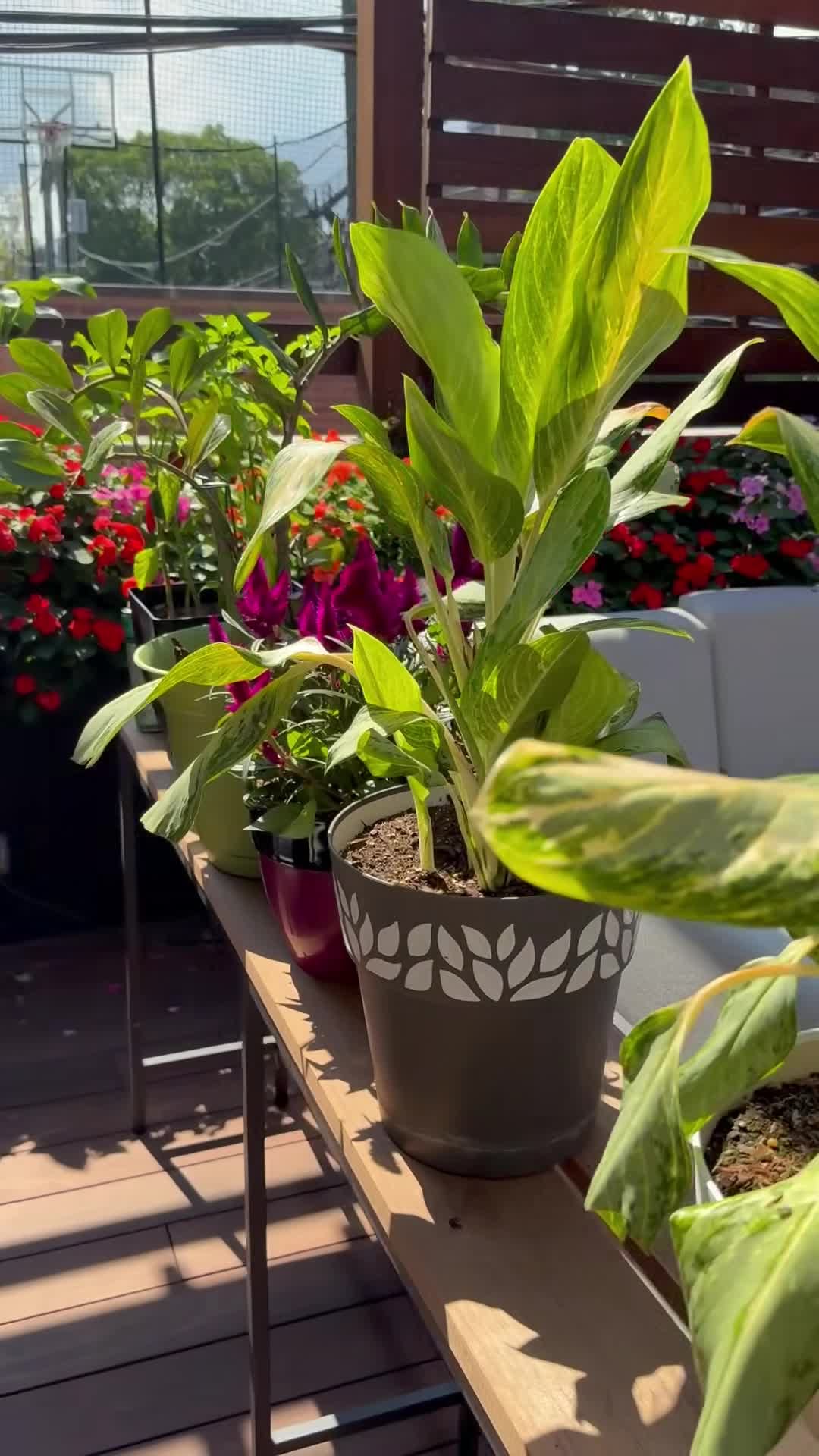 Property video