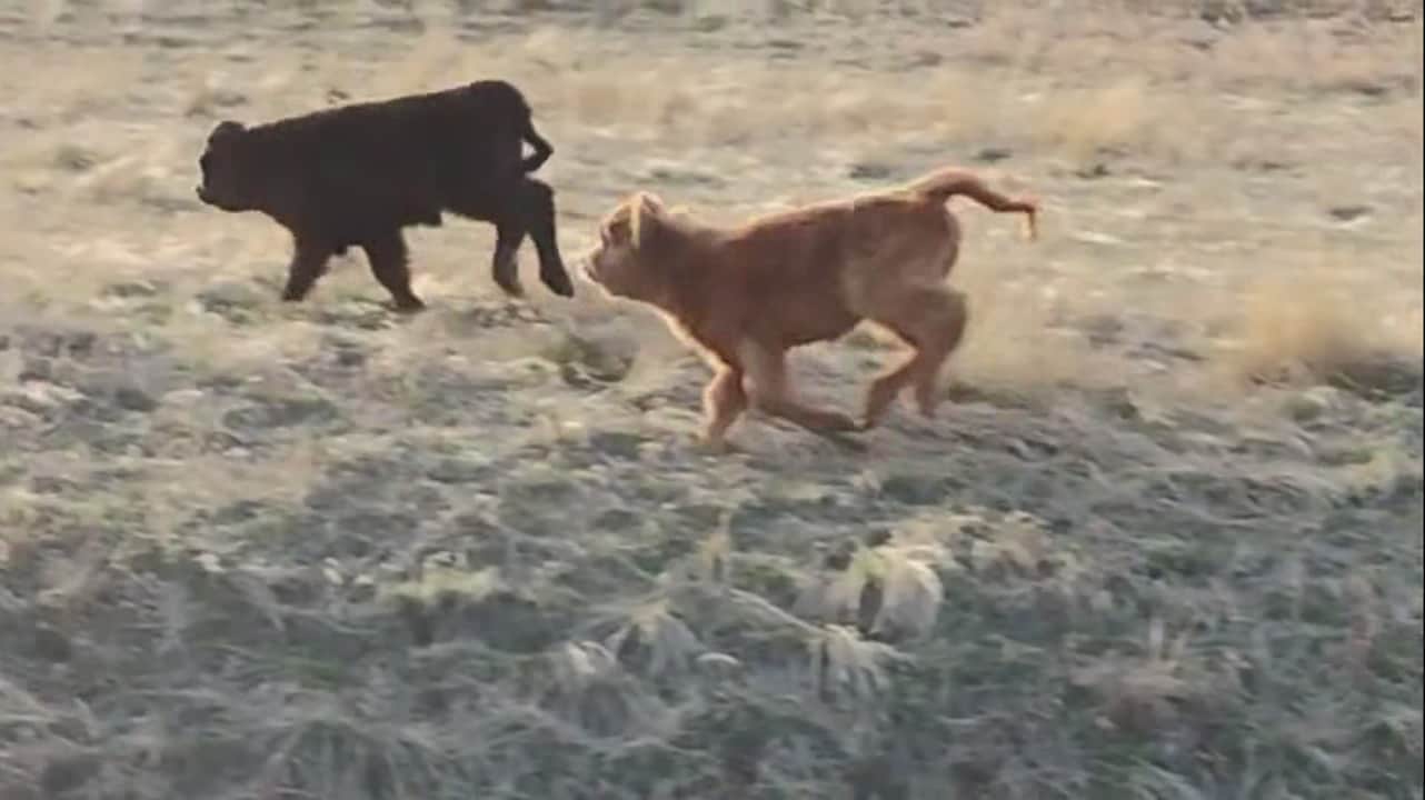 Property video