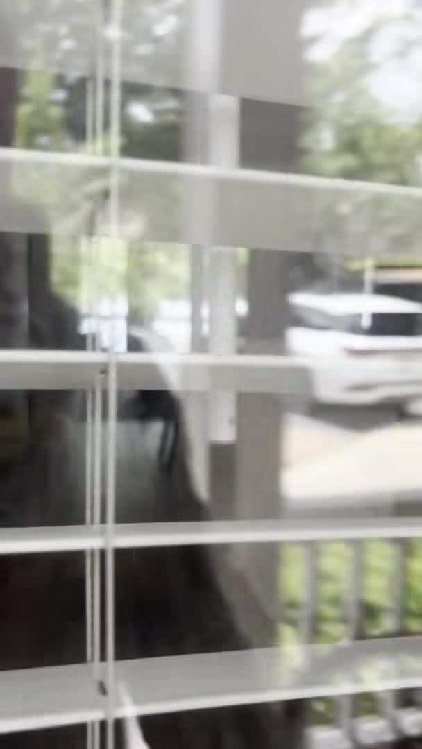 Video realizado por la propiedad