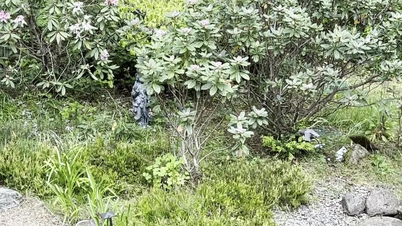 Property video