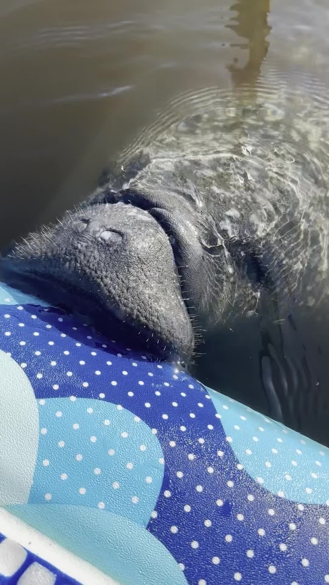 宿泊施設による動画