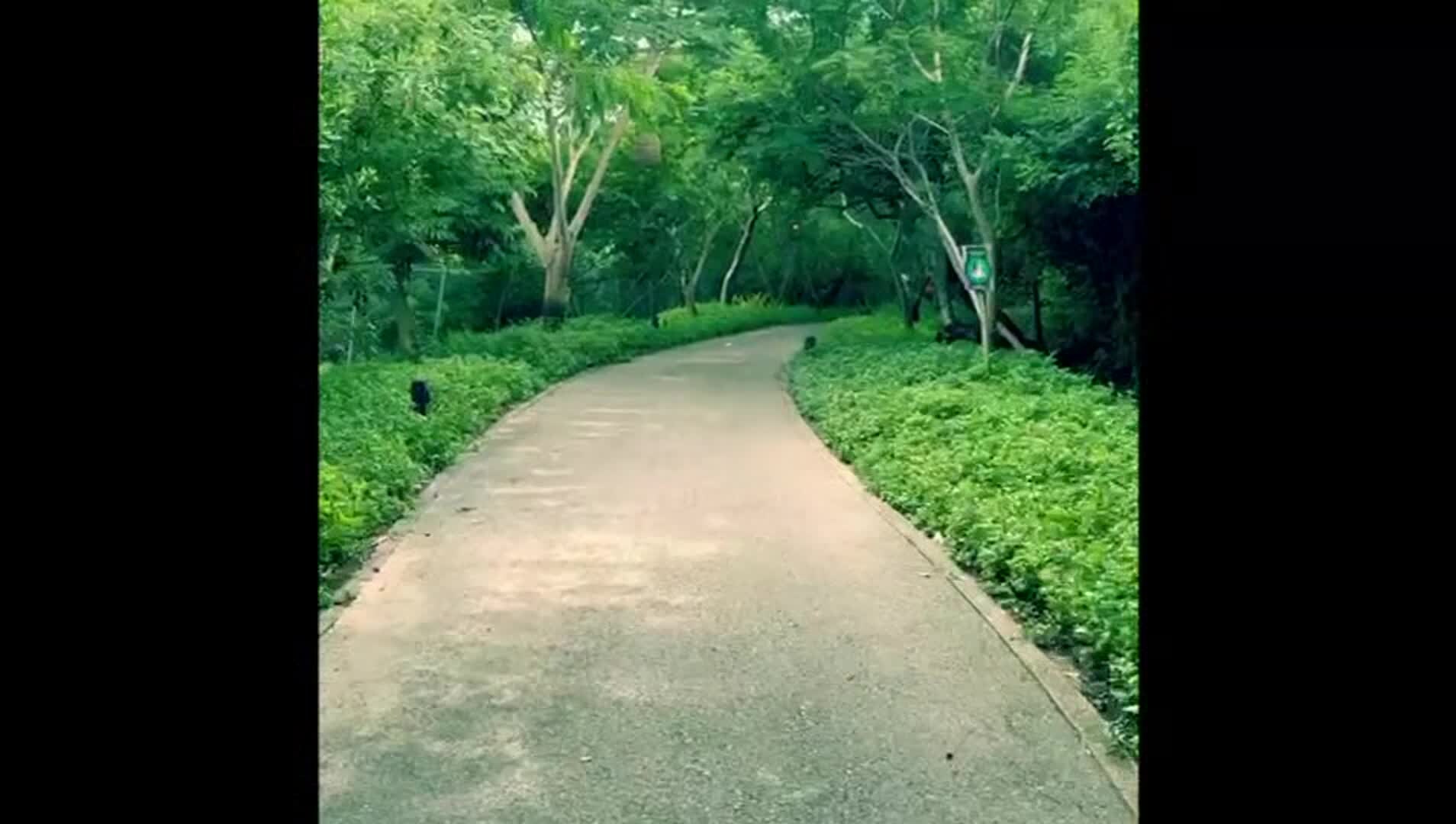 Property video