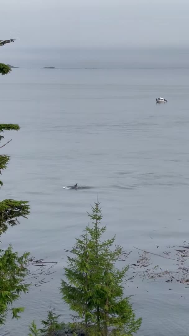 宿泊施設による動画