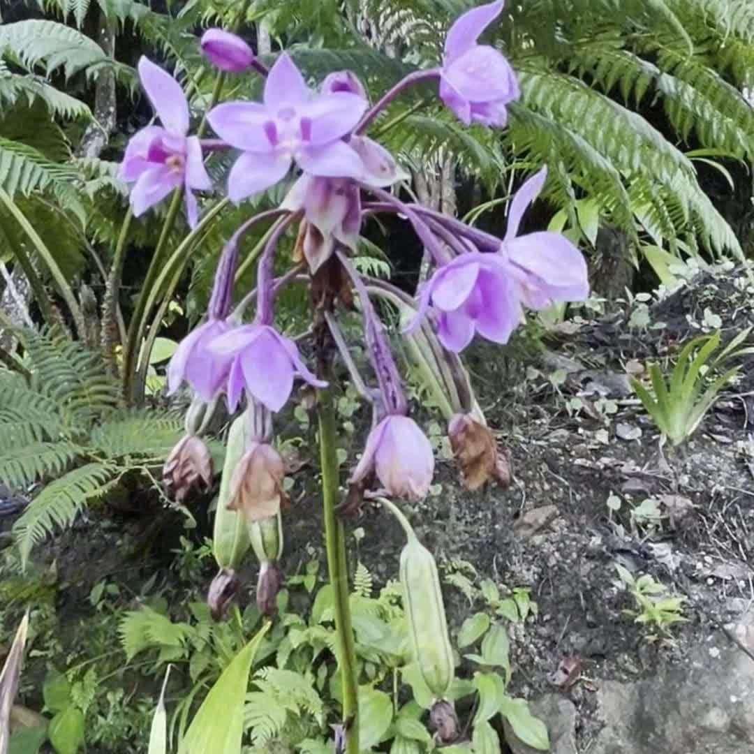 Vidéo de l’hébergement