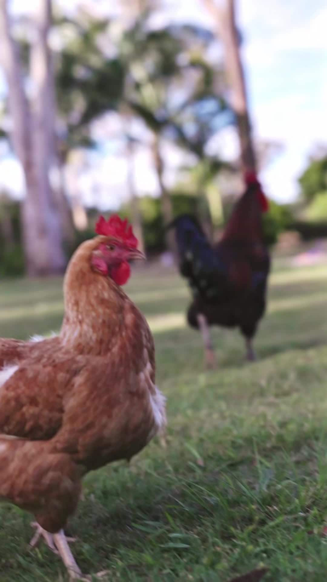 Property video