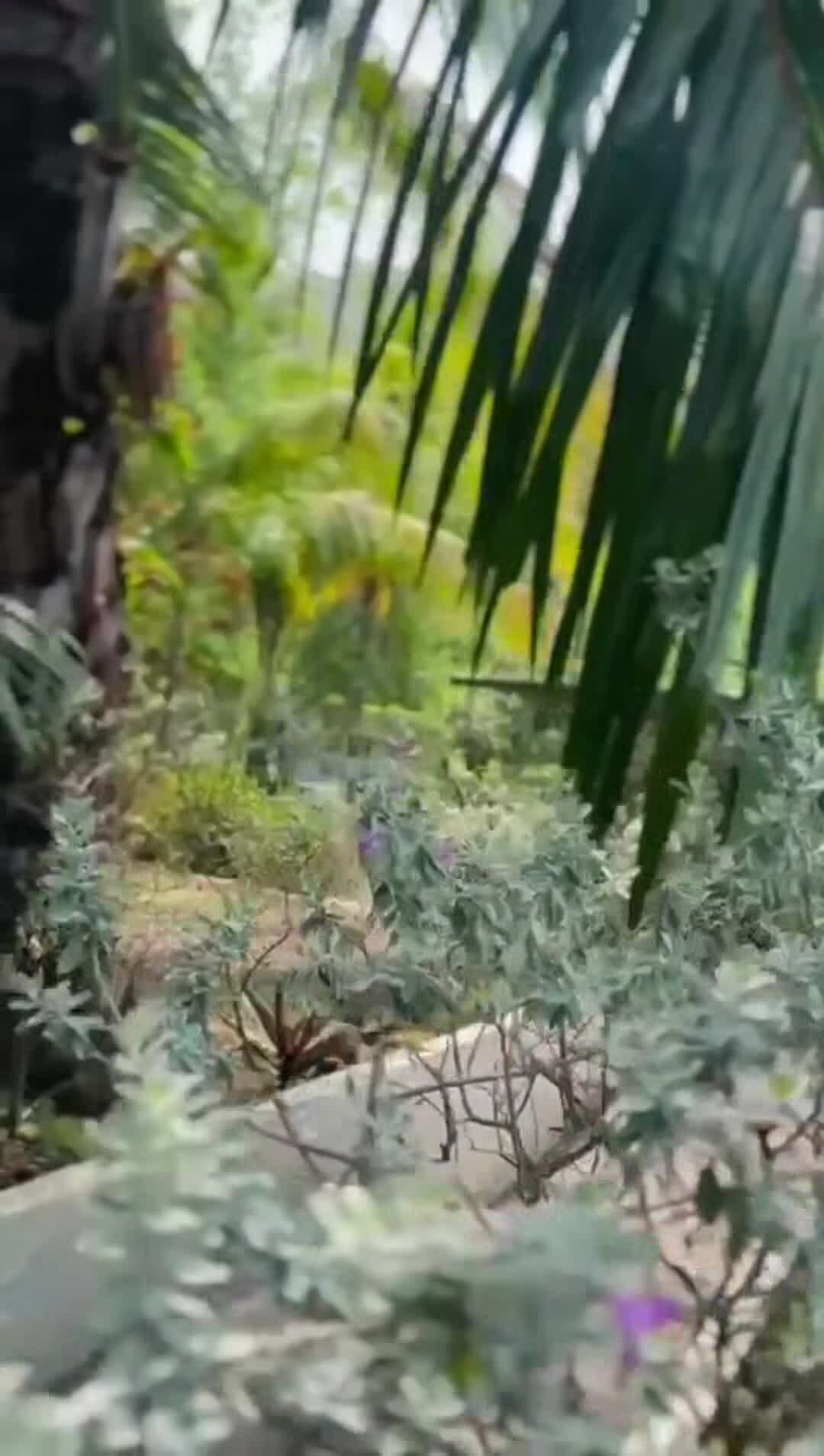 Property video