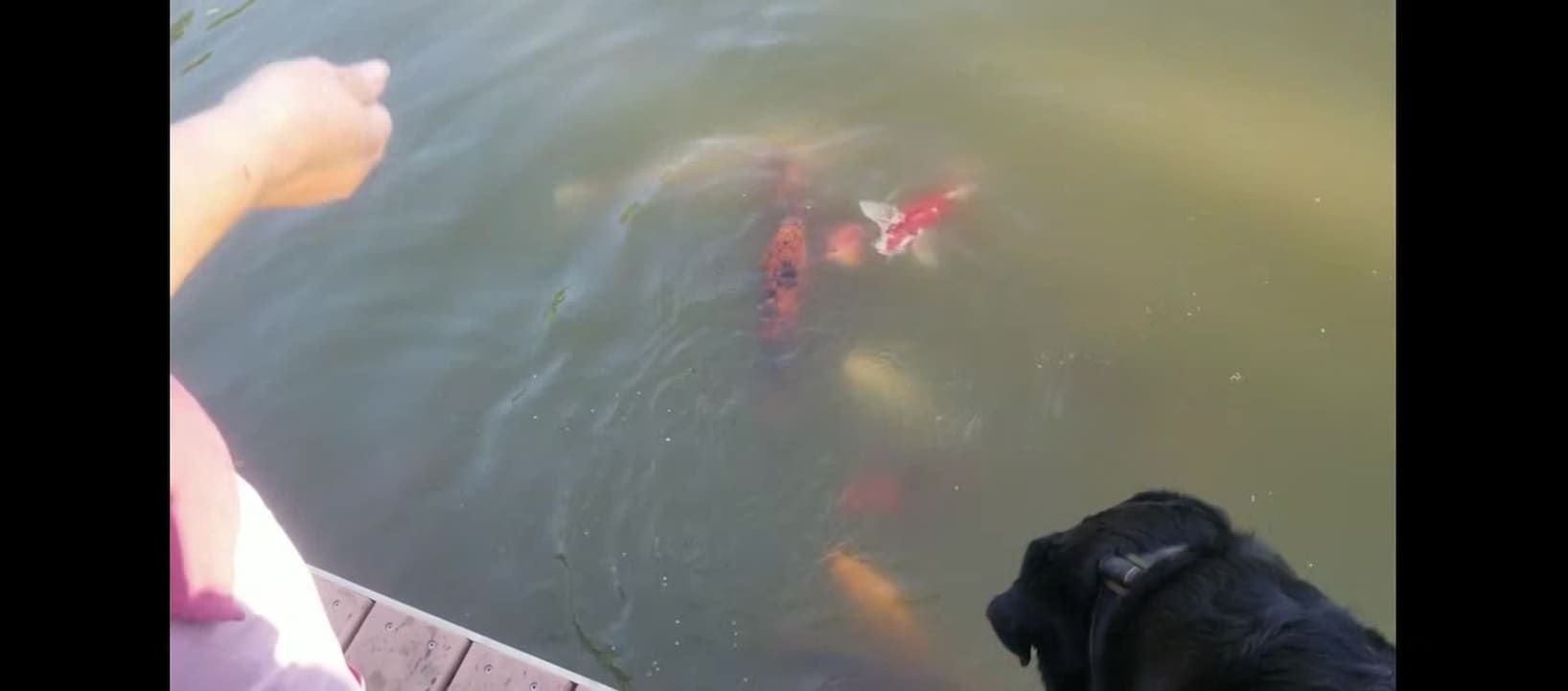 Video realizado por la propiedad
