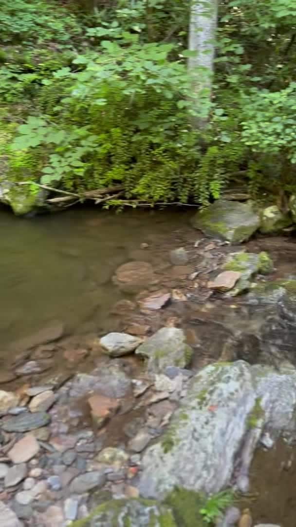 Video realizado por la propiedad
