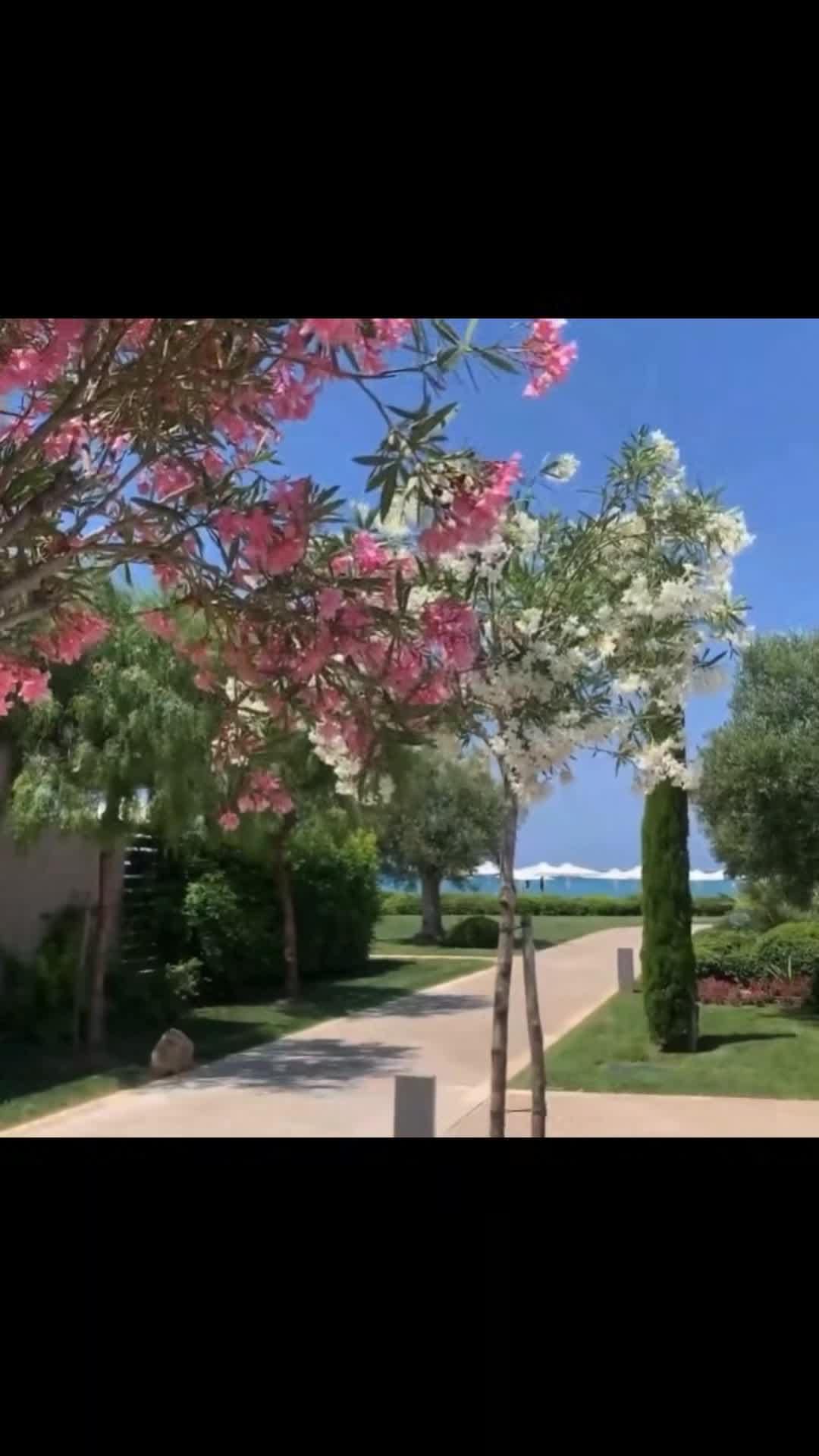 Creator video