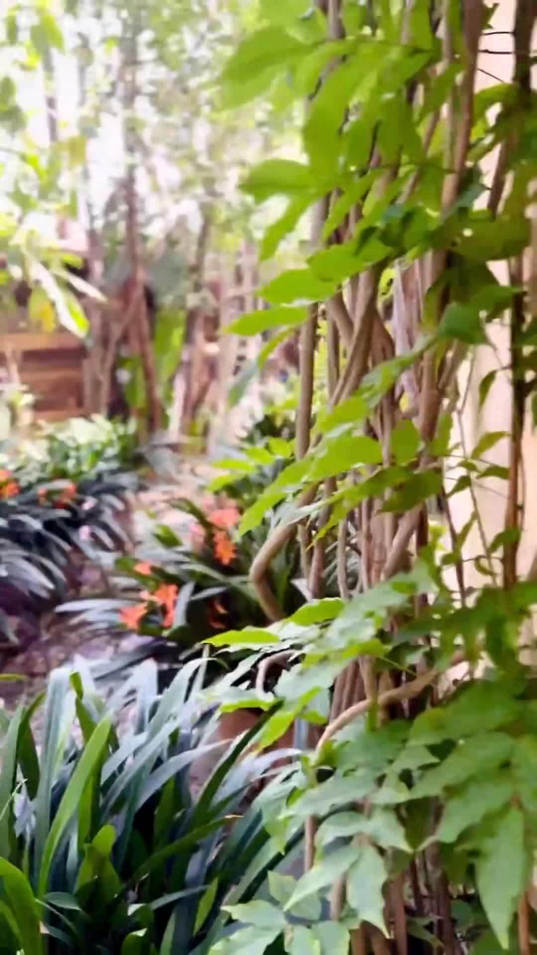 فيديو صانعي المحتوى