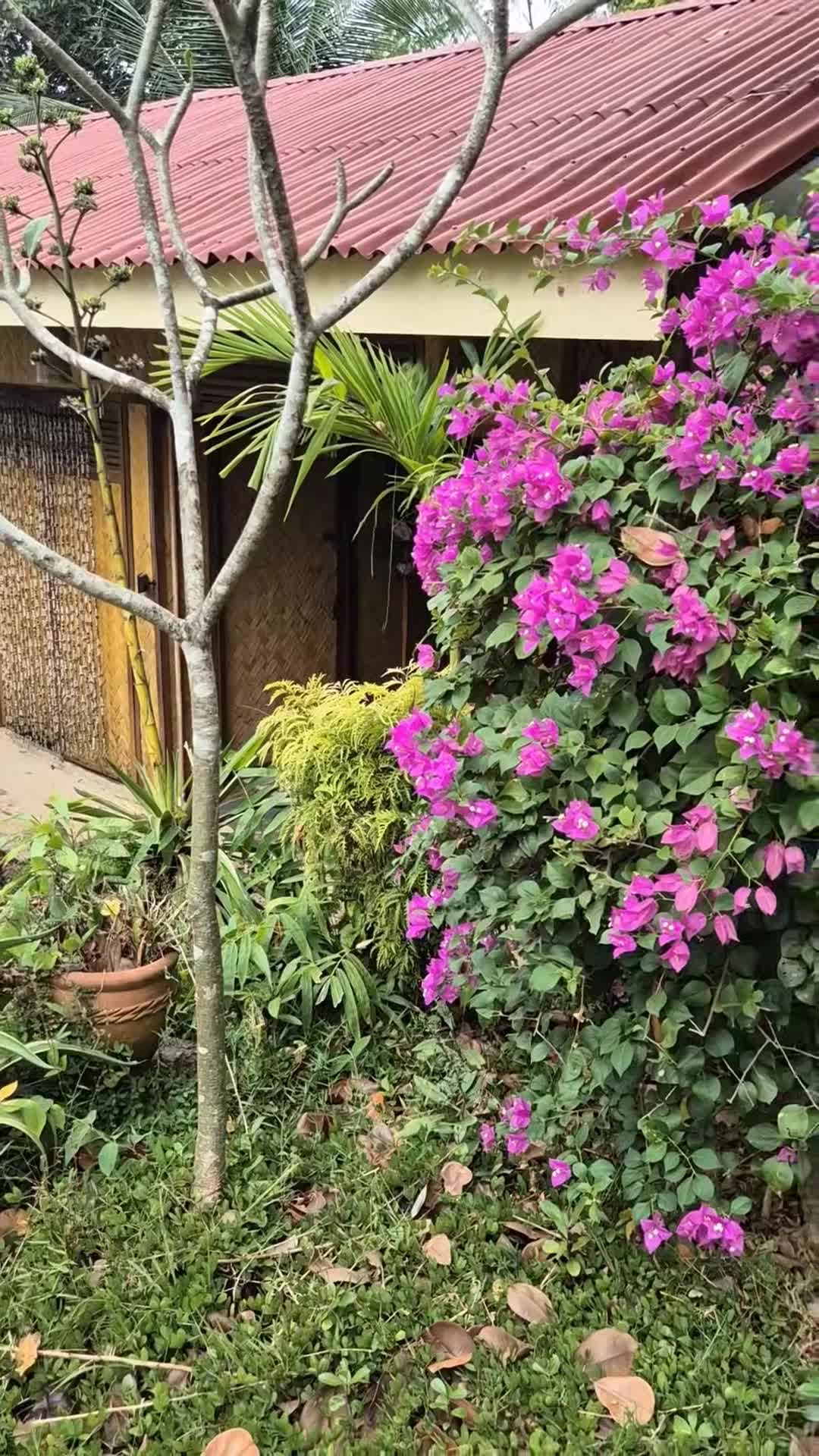 Video của nhà sáng tạo