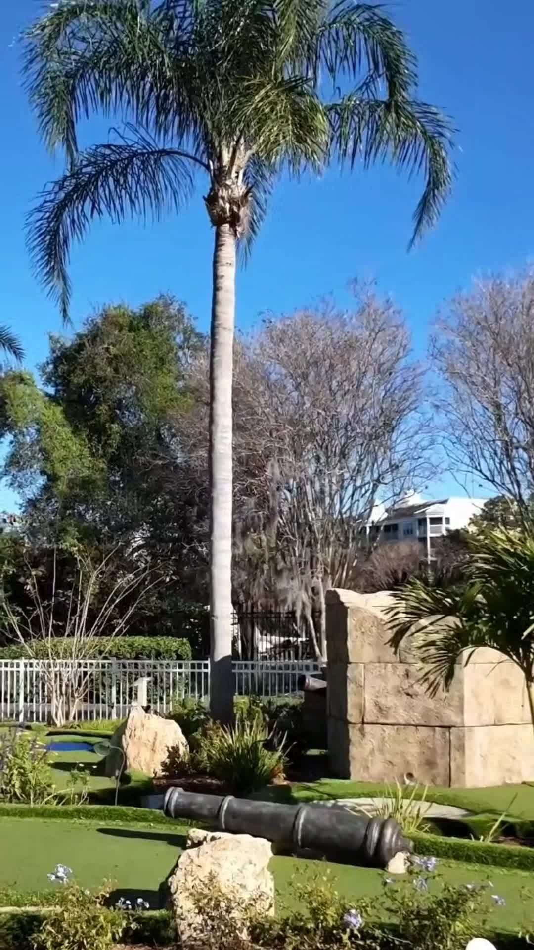 Creator video