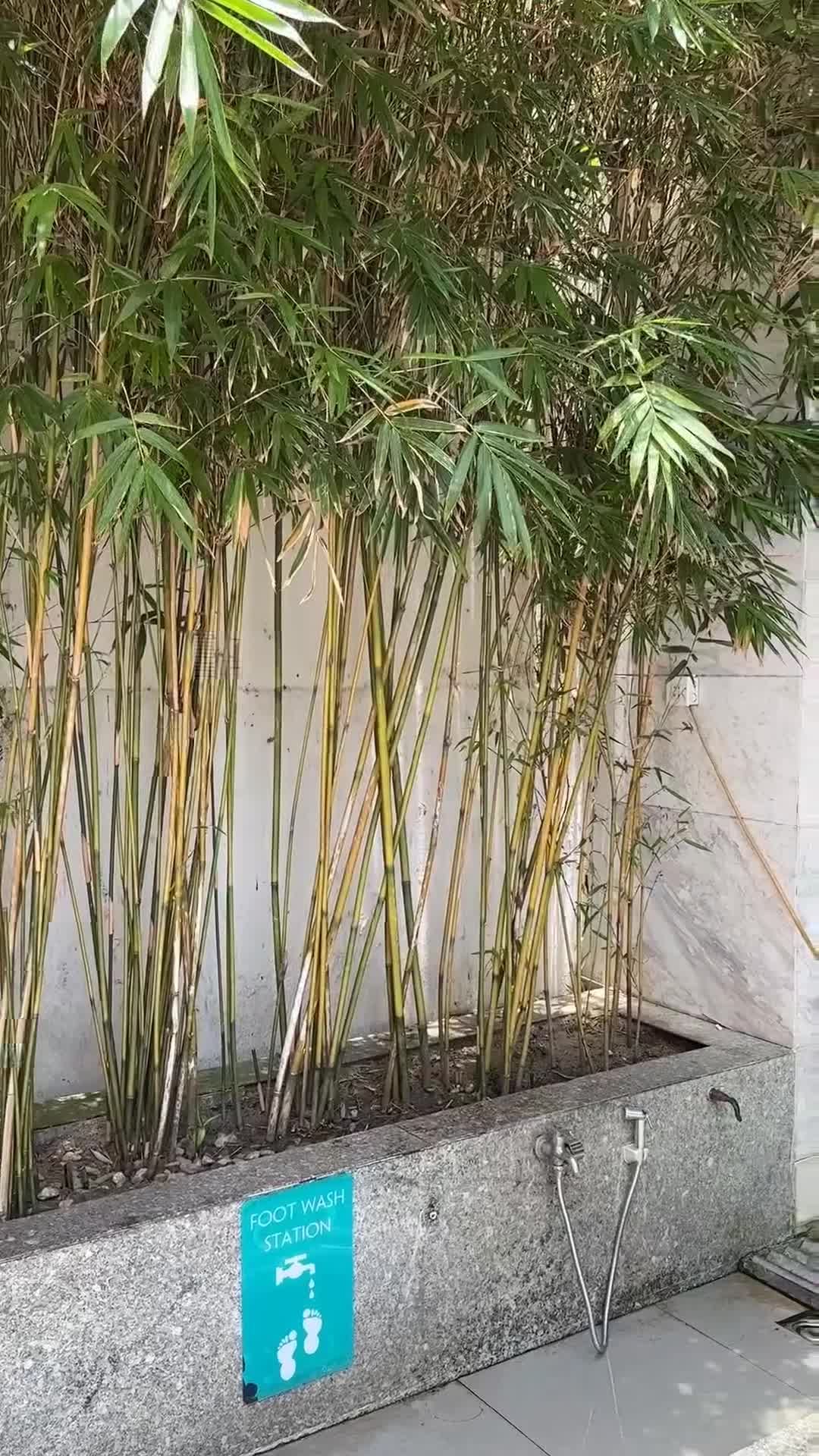 Video của nhà sáng tạo