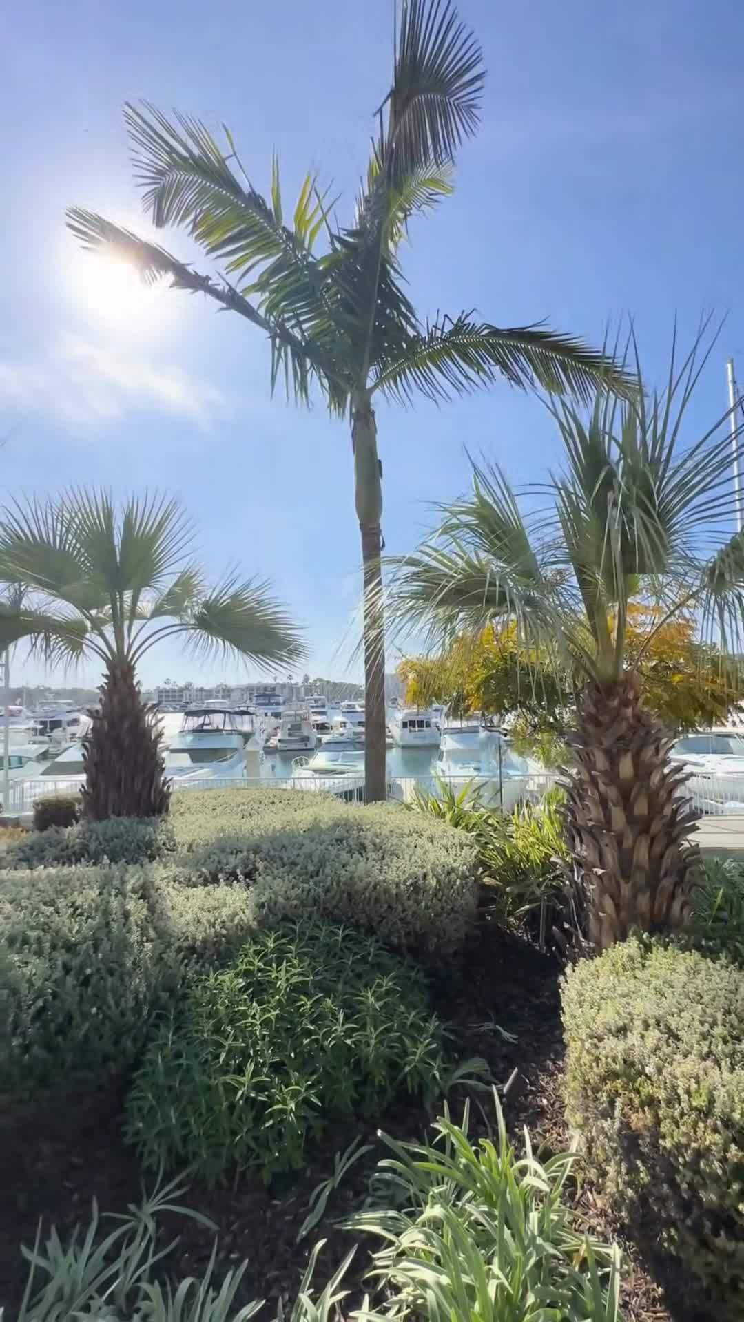 فيديو صانعي المحتوى