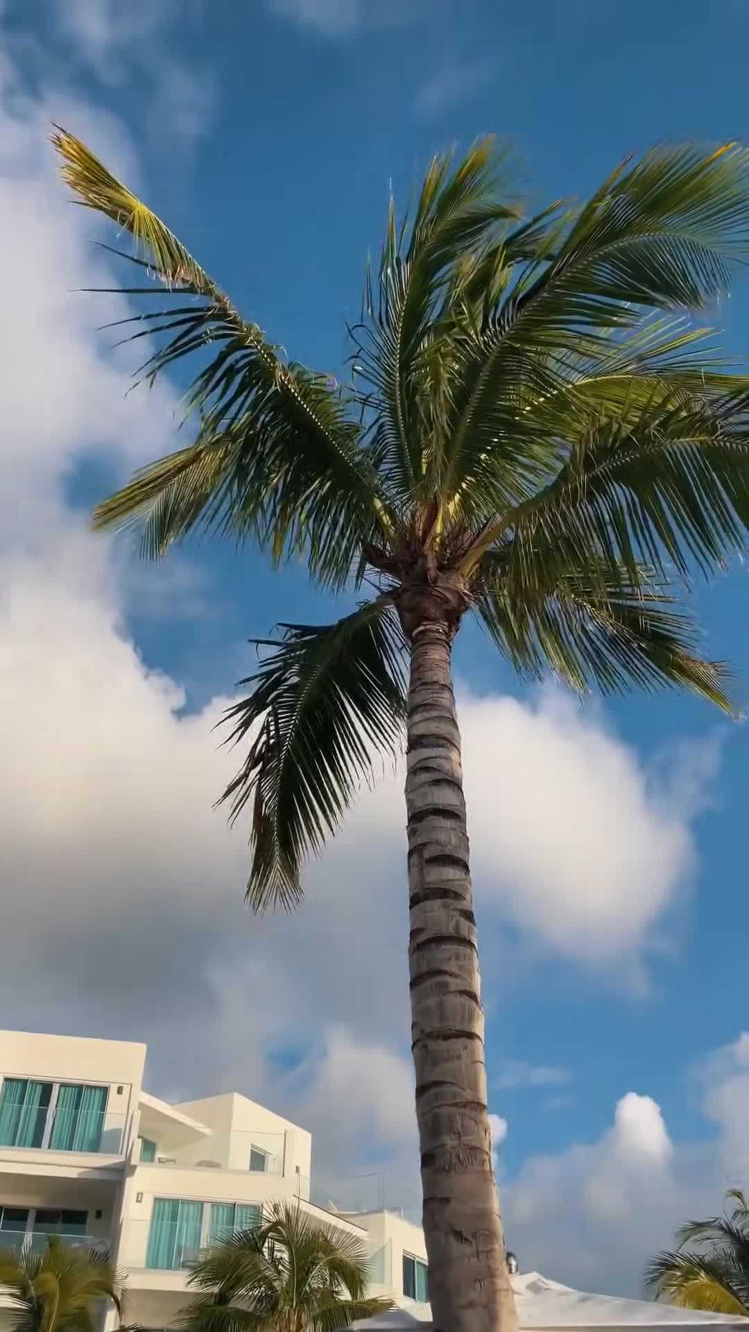Vidéo de créateur