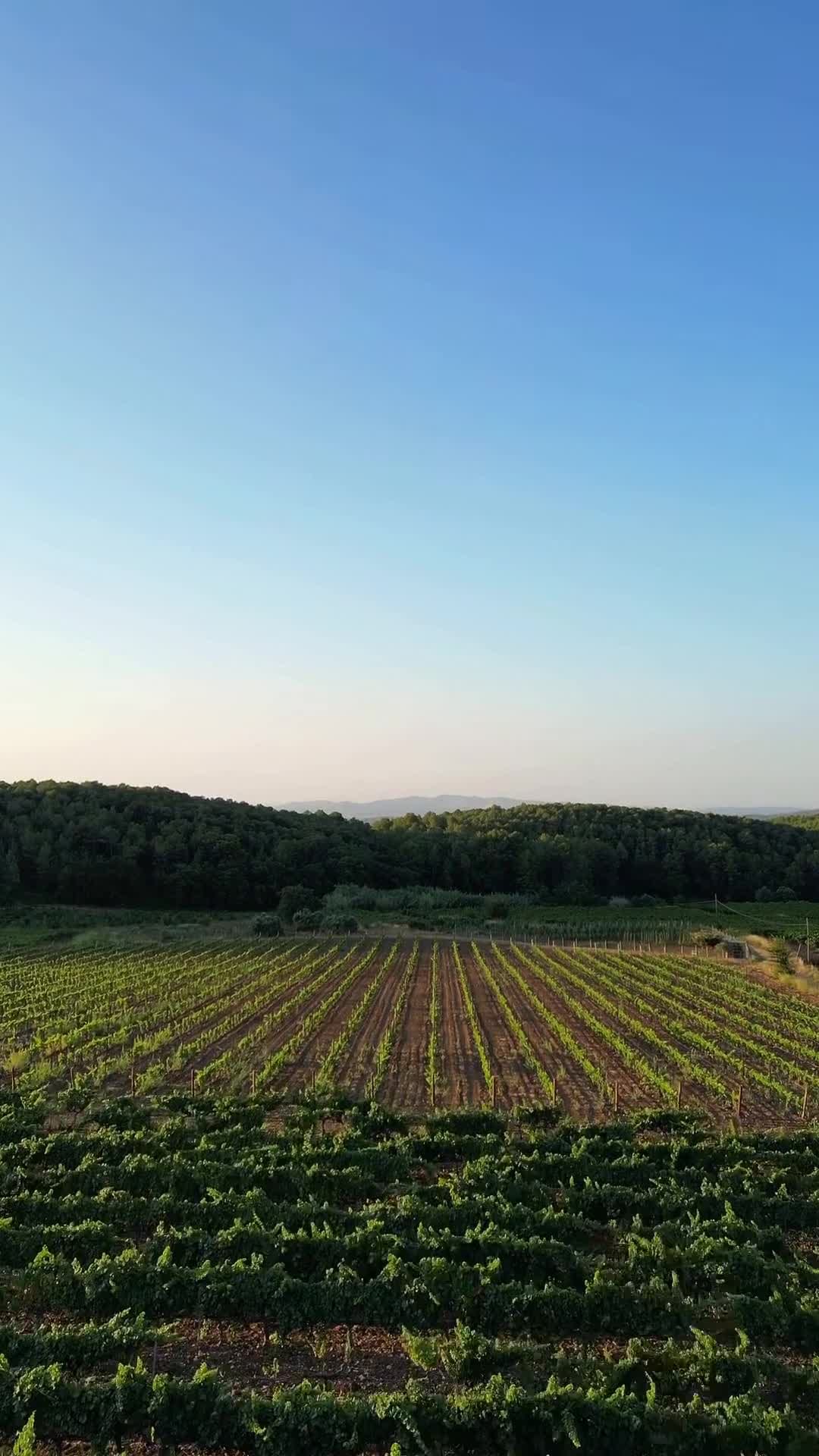 Creator video