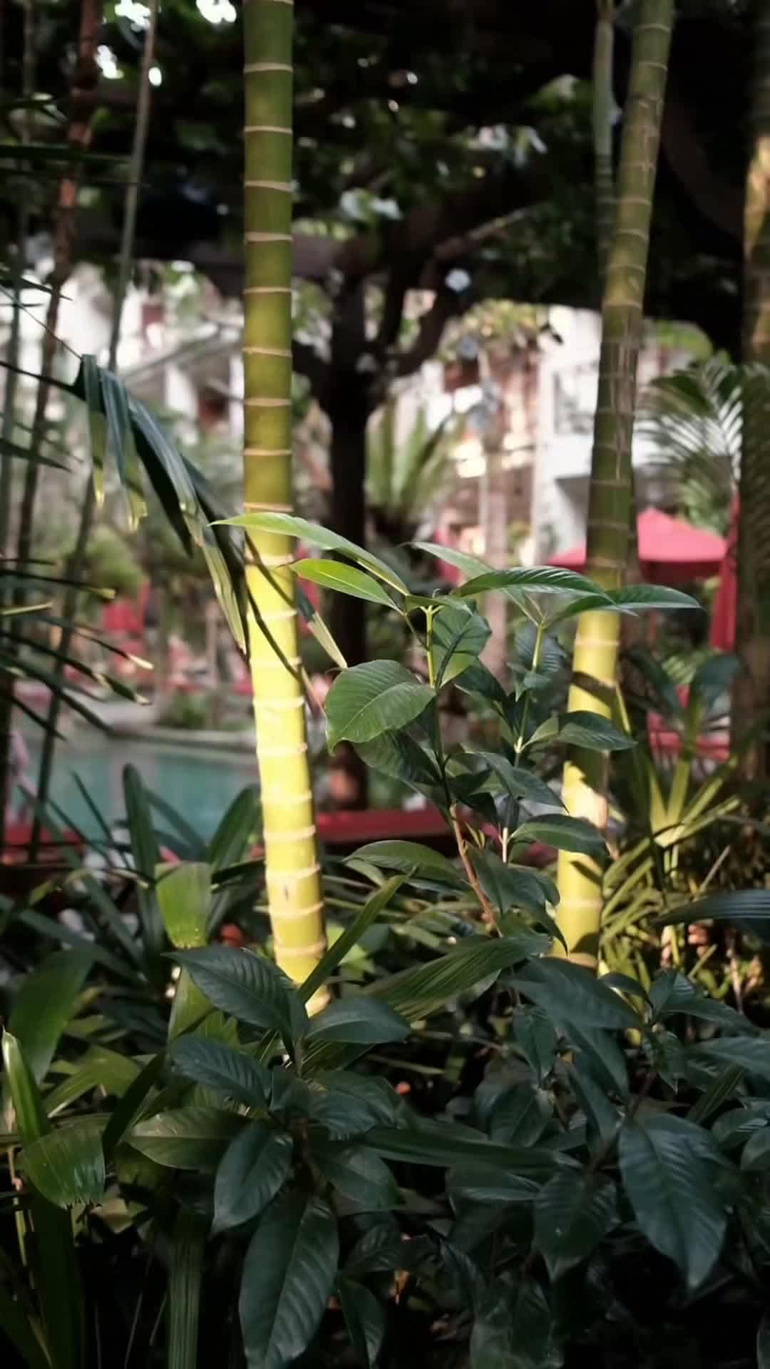 Influencer-Video