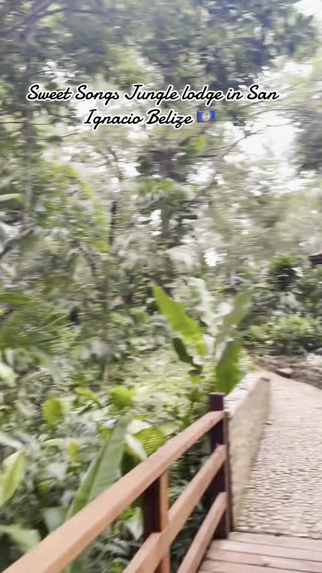 クリエイターによる動画