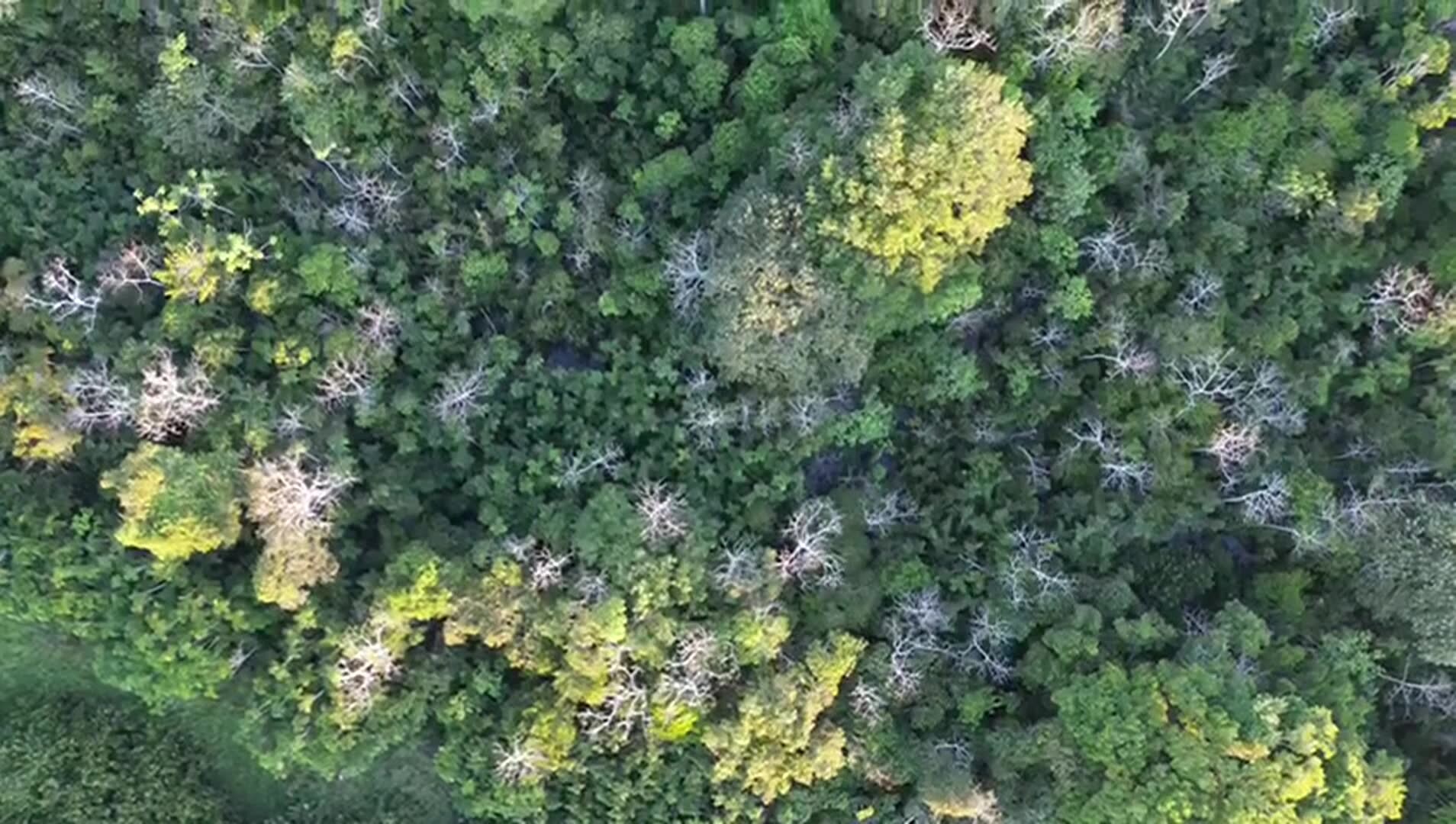 Video realizado por la propiedad